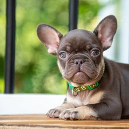 Kebbler - Tricolors male French Bulldog puppy in Nokesville, Virginia from Hershel's