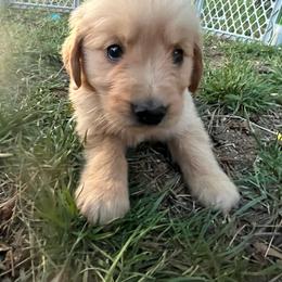 Nugget - Chocolate female Goldendoodle puppy in Louisburg, North Carolina from Lakes Golden Doodles
