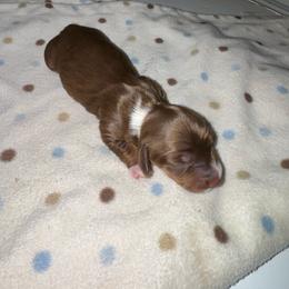 AKC male 2 - Chocolate and tan male Dachshund puppy in Knoxville, Tennessee from Thea's Puppies