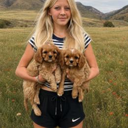 Cavapoos from Poppy Meadow Puppies