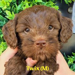 Twix - Chocolate male Australian Labradoodle puppy in Silver Spring, Maryland from Potomac Australian Labradoodles