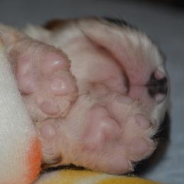 Cavalier King Charles Spaniel Puppies from Goddens Cavaliers