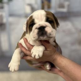Bulldog Puppies from Sweet Rolls