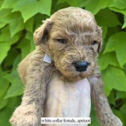 White collar - Apricot male Goldendoodle puppy in Fairfield, California from Twin Sisters Doodles