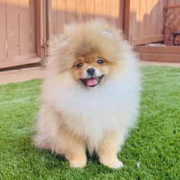Teddy - Orange sable male Pomeranian puppy in Hot Springs, Arkansas from Pomeranian Empire
