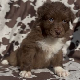 Gucci - Red & white female Australian Shepherd puppy in Windsor, New York from Double B Aussies