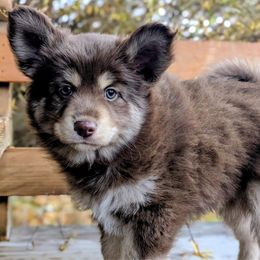 Bear - Mini Male - Chocolate male Pomsky puppy in Draper, Utah from Pocket Pomskys
