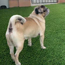 Luck - Pug