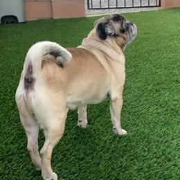 Luck - Pug