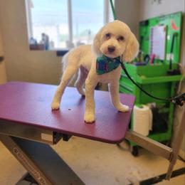Eddie - Goldendoodle