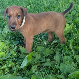 Beige Girl - Red female Irish Terrier puppy in Spring Valley, Minnesota from Back Country Terriers