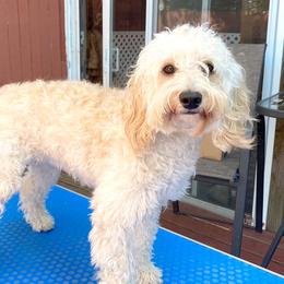 Jesse - Australian Cobberdog