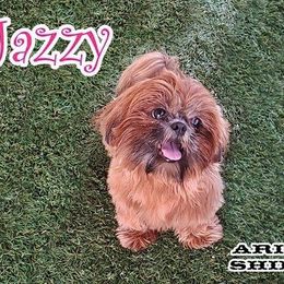 Jazzy - Shih Tzu