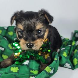 Blue collar boy - Black and tan male Yorkshire Terrier puppy in Jacksonville, Florida from Yorkieology
