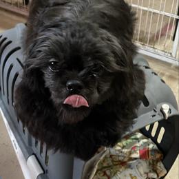 Puppy 1 - Black and tan male Shih Tzu puppy in Kingsley, Michigan from Joseph's Shih Tzus