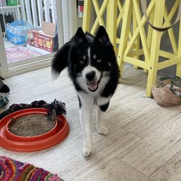 Am - Pomsky