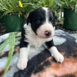 Bernedoodle Puppies from East Coast Bernedoodles