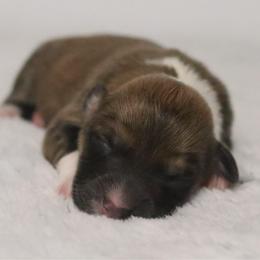 Cedar (Fluffy) - Sable and white male American Corgi puppy in Fayetteville, Arkansas from Intergalactic Corgis