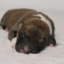 Cedar (Fluffy) - Sable and white male American Corgi puppy in Fayetteville, Arkansas from Intergalactic Corgis