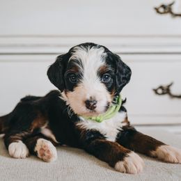 Bernedoodle Puppies from Barnyard 2 Backyard