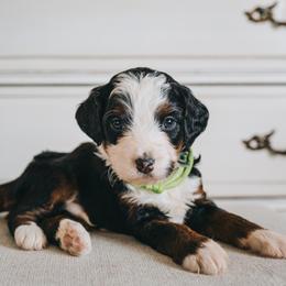 Bernedoodle Puppies from Barnyard 2 Backyard