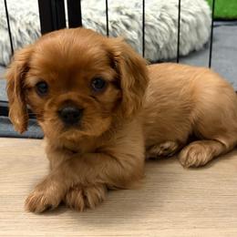 Blue male puppy - Ruby male Cavalier King Charles Spaniel puppy in Texas from Meyer's Cavalier