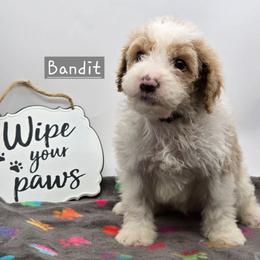 Bandit - Red male Bernedoodle puppy in Neillsville, Wisconsin from Granton Creek