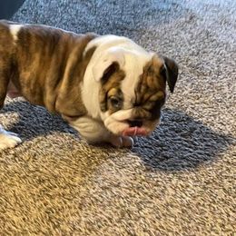 English Bulldog Puppies from Brandi Muecke's English Bulldogs