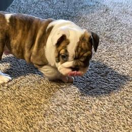 English Bulldog Puppies from Brandi Muecke's English Bulldogs