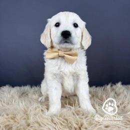 Luigi - White male Companion Cross puppy in Utah County, Utah from Big Hearted Breeders
