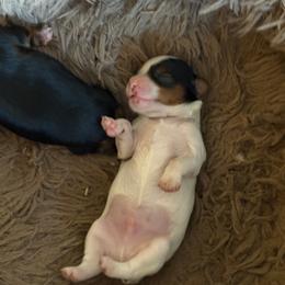 Bull - Black and tan male Yorkshire Terrier puppy in Ocala, Florida from Dixie Pups