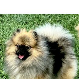 Lobita - Pomeranian