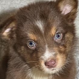 Beast - Red tri-color male Australian Shepherd puppy in Albertville, Alabama from Salt Creek Aussies