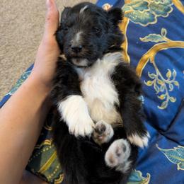 4 - Black and white female Shetland Sheepdog puppy in Birdsboro, Pennsylvania from Alinost