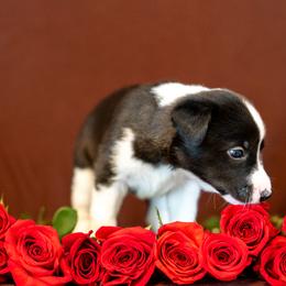 Border Collie, Papillon, Sporty Mix, and Whippet Puppies from Old Hemp Border Collies / Open Horizon Sport Dogs