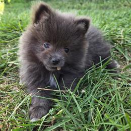 Boy 2 - Blue sable male Pomeranian puppy in Wilder, Idaho from Mary's Pomeranians