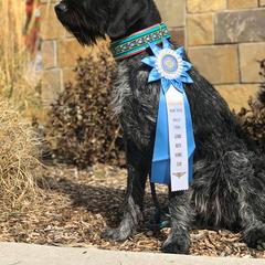 German Wirehaired Pointer All Grown Up from WyoWires German Wirehaired Pointers
