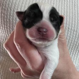 Girl 2 - Blue female Australian Cattle Dog puppy in Irvington, Kentucky from Dry Valley’s Australian Cattle Dogs