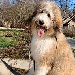 Bernedoodles, Cavalier King Charles Spaniels, Cavapoos, Goldendoodles, and Shihpoos from NC Doodle Puppies