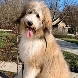 Bernedoodles, Cavalier King Charles Spaniels, Cavapoos, Goldendoodles, and Shihpoos from NC Doodle Puppies