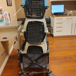 "Shots at the vet! Spring 2022" German Shepherd Puppies from Schonwasser Shepherds