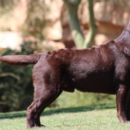 Labrador Retrievers from Colindy Labradors