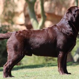 Labrador Retrievers from Colindy Labradors