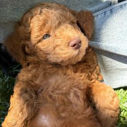 Red - Red male Labradoodle puppy in Lancaster, California from Mini Doodles