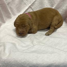 M M - dark pink - Dark golden female Golden Retriever puppy in Pelham, Georgia from Sellers Kennels