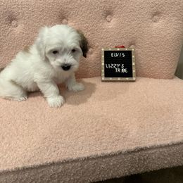 Elvis - White Coton de Tulear puppy in Surprise, Arizona from Lizzy’s Tribe