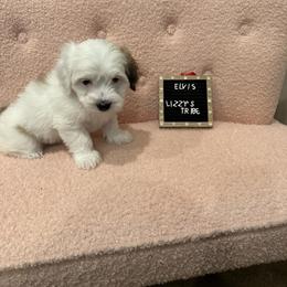 Elvis - White Coton de Tulear puppy in Surprise, Arizona from Lizzy’s Tribe