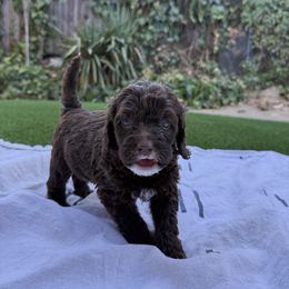 Boy 5 - male Australian Mountain Doodle puppy in Fullerton, California from Emerald Creek Doodles
