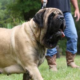 Grisha - Mastiff