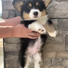Pembroke Welsh Corgi Puppies from Nunas Corgis